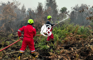 PT Timah Kerahkan 15 Fire Fighter Bantu Tangani Karhutla di Kalbar
