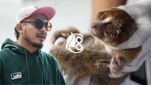 Karhutla Kepung Bangka, Puluhan Satwa Liar Jadi Korban: Kukang hingga Tarsius Dievakuasi