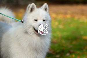 Anjing Samoyed, Ciri Karakter dan Cara Merawatnya