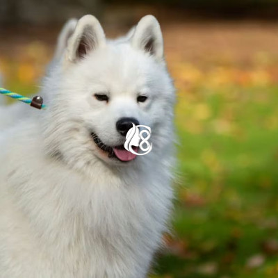 Anjing Samoyed, Ciri Karakter dan Cara Merawatnya