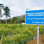 PT Timah Perkuat Ketahanan Pangan melalui Pengembangan Pertanian dan Peternakan