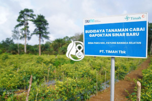PT Timah Perkuat Ketahanan Pangan melalui Pengembangan Pertanian dan Peternakan